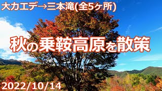 【2022/10/14】秋の乗鞍高原を散策【大カエデ→三本滝】