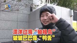 【1818黄金眼】价格便宜近两千，网购始祖鸟羽绒服帽檐像鸭舌