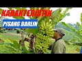 KARAKTERISTIK PISANG BARLIN YANG MENGUNTUNGKAN