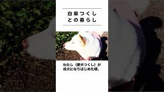 柴犬や白柴が食べてはいけない危険な食べ物７選 #Shorts