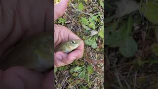 Releasing a mud minnow!