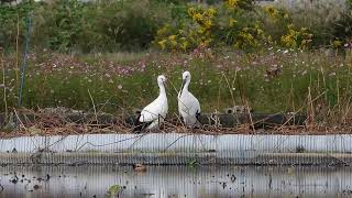 鳴門コウノトリ 2024/10/31 撮影 成長記録 徳島県鳴門市