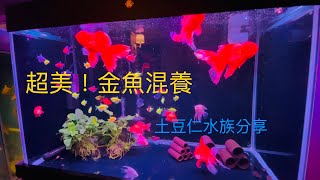 美到爆炸！金魚混養超簡單 土豆仁水族