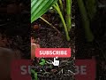 ഒറ്റ സ്പൂൺ പൊട്ടാഷ് മതി how to use potash for super yield tips 4 full video in description shorts