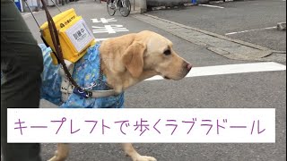 盲導犬の訓練で住宅街を歩くラブラドール（音声版あり）