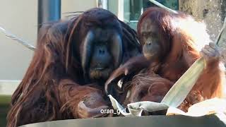 ミンピー\u0026ジュリー仲良し同居💞日本平動物園 オランウータン