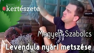 Levendula nyári metszése - Megyeri Szabolcs Kertészet Győr