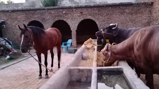 Dera Mitho Da (Tamoor Bhai)  Abbottabad Mor Hassan Abdal | Desi Mahol