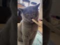 【短編】猫の歯磨きおやつ