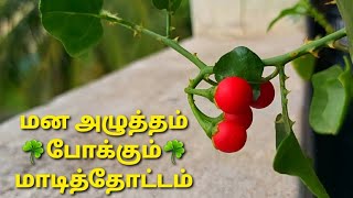 மாடித்தோட்டம் அறுவடை அனுபவம்|vegetables harvest in terrace garden#trending #terracegarden #விவசாயம்