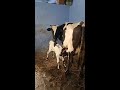 cow lovers song status animal lovers மாடையும் பிள்ளையா பாக்குற மக்கள் 💕💕 mother sentiment