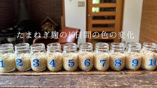 たまねぎ麹の10日間の色の変化