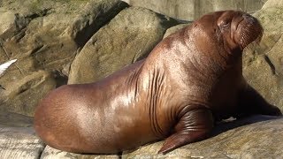 Walrus plunging in the water