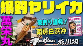 【爆釣ヤリイカ】【登録者1000人突破！】【ステッカープレゼント企画】南房が熱い！ 束超え連発！南房総 白浜沖 ヤリイカ釣り 萬栄丸