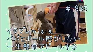 テレビに夢中のパパの気を引きたいイタグレｍｉｓｉａ(ミーシャ)【生後846日】【うちの子779日目】【イタリアングレーハウンド】【パピーズママ出身】【2021.5.17生まれ】2023.9.9撮影