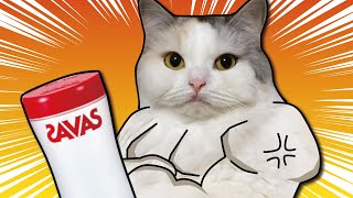 【猫筋トレ】プロテインを飲んでムキムキになるスコティッシュ 【猫アテレコ】