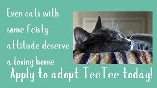 I am TeeTee! A unique cat looking for a unique home. #catlover #pets #adoptarescue #chilliwack