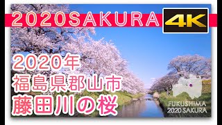 FUKUSHIMA 2020 SAKURA -FUJITAGAWA- 4K