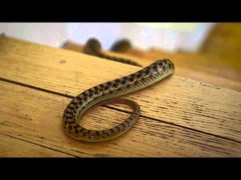 Learn How to Keep Snakes Out of Your House Learn How to Keep Snakes Out of Your House
