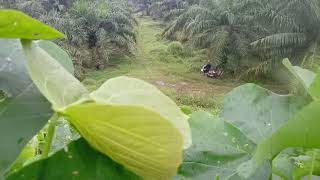 ASLI BOCIL BERKEMBANG BIAK NAMPAAK DARI ATAS JALAN LAYANG