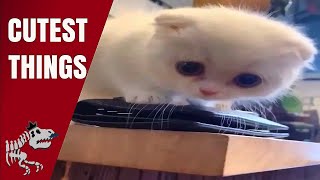 Best 100% Pure Uncut Adorableness {Simply Adorable} Vids, 22