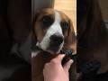 Pranking my dog part 1 #part1 #shorts #viral #trending #beagle