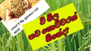 වී මිල හා 18 ලක්ෂයක වී ගොවියෝ.🌾🌾🌾#paddy#agriculture #rice #farm