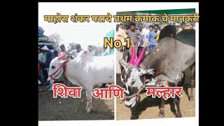 माहोरा शंकर पटाचे पहिल्या क्रमांकाचे मानकरी ||मल्हार||आणि||शिवा #bailgada #sharyat