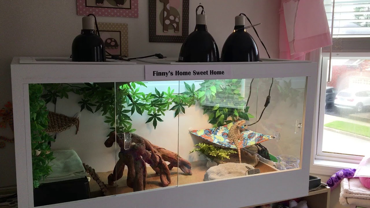 How To Set Up UVB And Basking Lights For Your Bearded Dragon. - YouTube