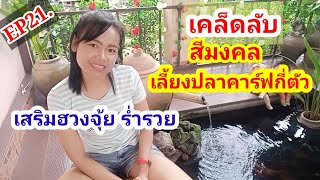 EP.21 เคล็ดลับง่ายๆ เลี้ยงปลาคาร์ฟเสริมดวง ฮวงจุ้ย ร่ำราย ตอนที่ 2