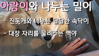 반려견과 나누는 교감이란?- 아랑이의 언어 , 대장자리를 넘기는 백야