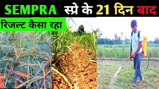 sempra  स्प्रे के 21 दिन बाद अलग अलग खेत के इतना बड़ा अंतर कैसे। सेम्परा काम न करने के पीछे कारण।