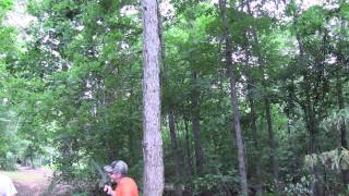Hinge cutting tutorial: Conventional tree felling Vs. Hinge Cutting