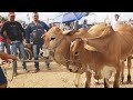 GADO DE LUXO SÓ EM CACHOEIRINHA-PE.   07-11-2024 #nordeste