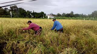 Filipino rice farmers stock videos | Free Stock Videos