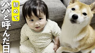 【パパ感動】1歳児がついに”パパ”と呼んだ瞬間！柴犬が優しく見守る