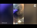 hair clinic remove hundreds of lice from client s head