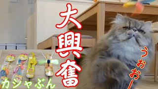 カシャカシャおもちゃに大興奮！！跳んで、叫んで、走る猫さん。