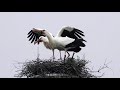 nesting storks nistende störche