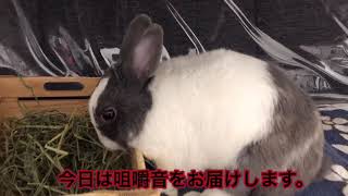 必死すぎうさぎのピョン