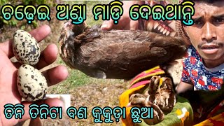 ଚଢ଼େଇ ଅଣ୍ଡା ମାଡ଼ି ଦେଇଥାନ୍ତି || ତିନିଟା ବଣ କୁକୁଡ଼ା ଛୁଆ ପାଇଲୁ || Village Lifestyle||@bapujiodiavlogs3.0