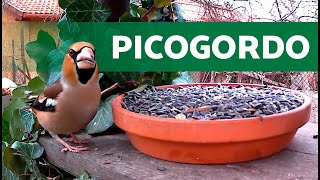 PICOGORDO Común en COMEDERO (Canto sobrepuesto)