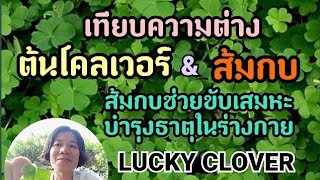 ใบโคลเวอร์กับใบส้มกบคล้ายกันมีรูปทรงเป็นหัวใจน่ารัก-Lucky Clover