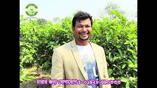 চট্টগ্রাম থেকে উচ্চফলনশীল বারোমাসি থাই গোল্ডেন-৮ পেয়ারা চারাগাছ নিতে এসেছেন সোহেল ভাই শুনুন তার কথা