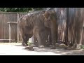 2020.5.11 宇都宮動物園☆象の宮子ちゃん_02