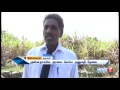 sugarcane farmers request cooperative sugar factory to allow early harvest at dharmapuri