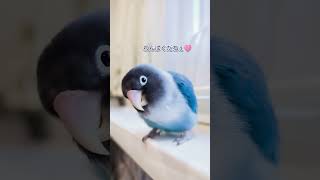 ボタンインコ　ウロコインコ　今朝の様子　音量注意