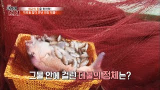 자리돔 잡는다고 올린 그물에 거대한 물고기가?! [뉴 코리아 헌터] 57회 20170703