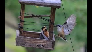 ヤマガラ vs. ゴジュウカラ【スローモーション】