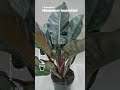 Филодендрон Империал Ред philodendron imperial red @flowersland